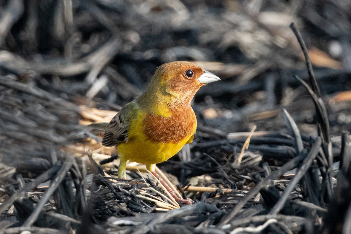 Red-headed Bunting - ML299559171