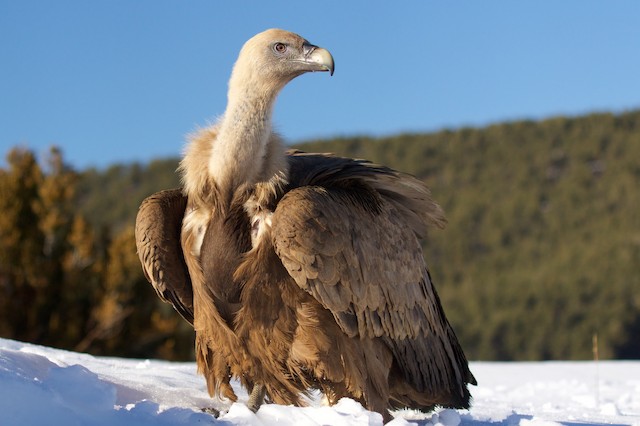 シロエリハゲワシ Ebird