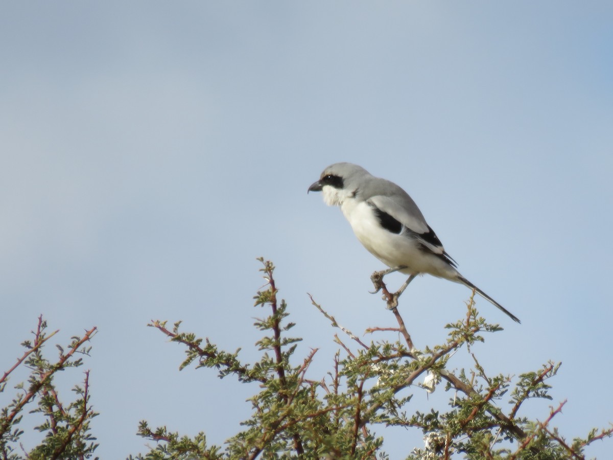 Great Gray Shrike (Sahara) - ML299569791