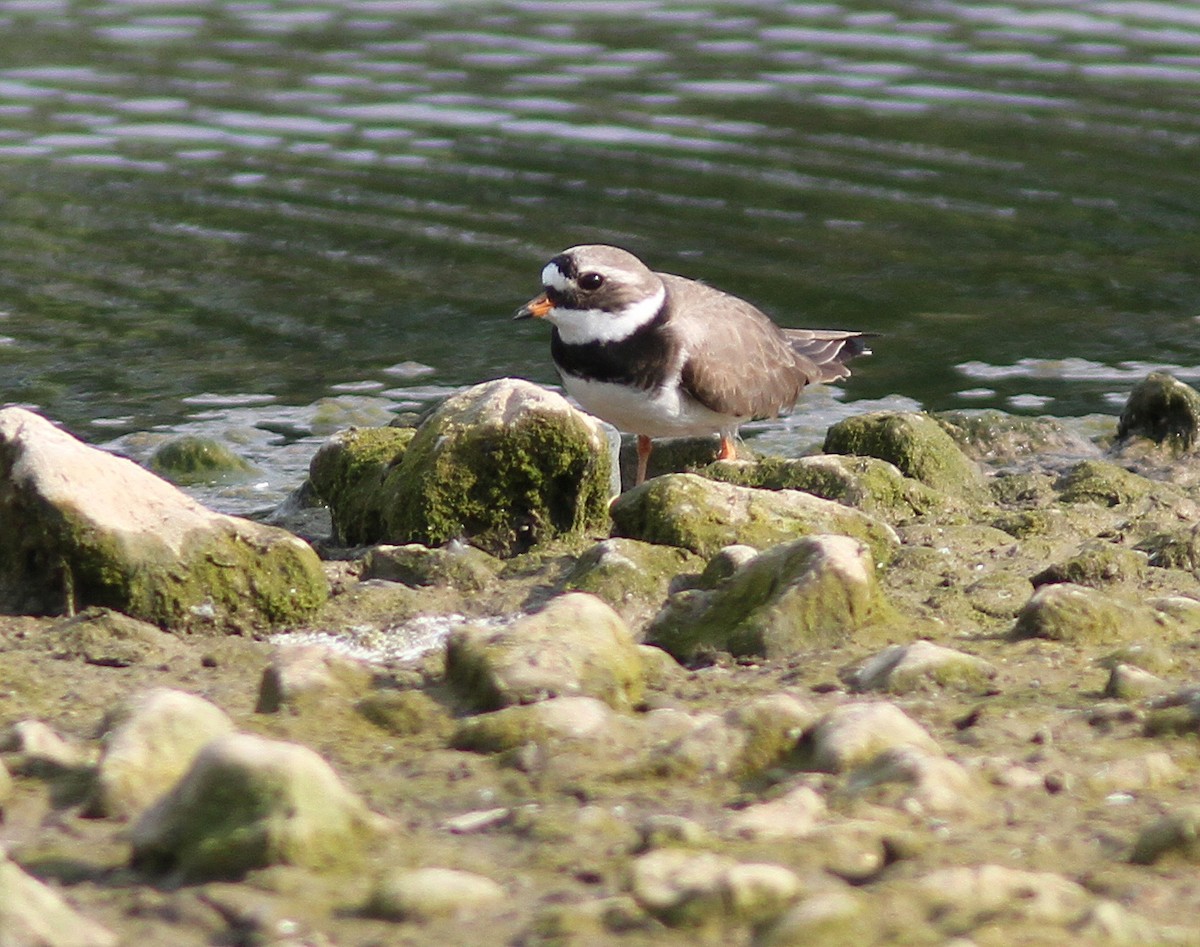 Common Ringed Plover - Peter Alfrey