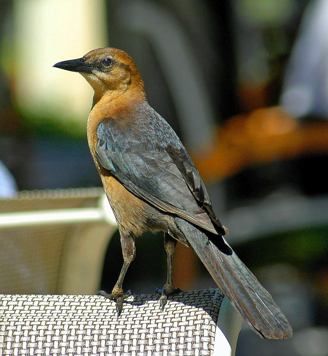Boat-tailed Grackle - ML299571911