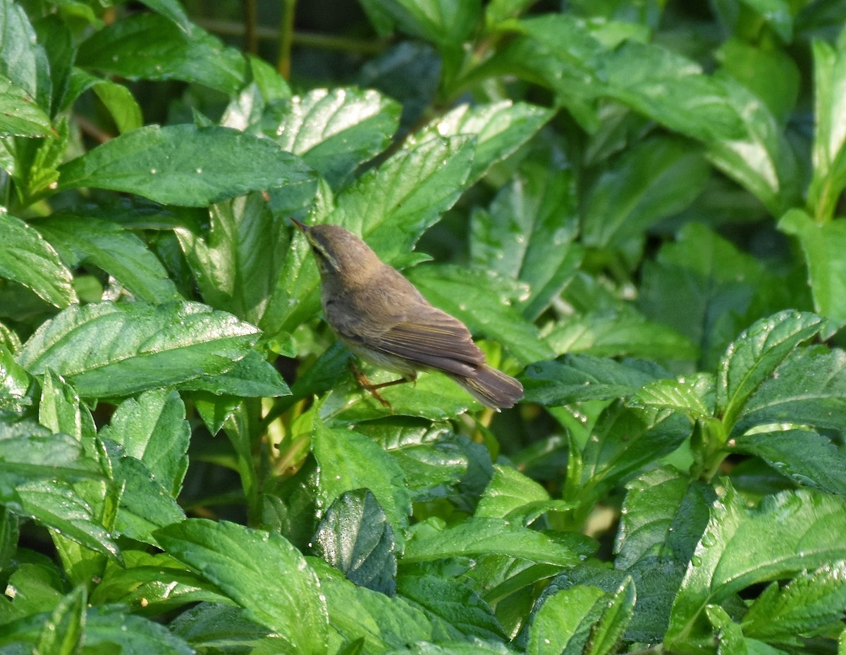 Tytler's Leaf Warbler - ML299572211
