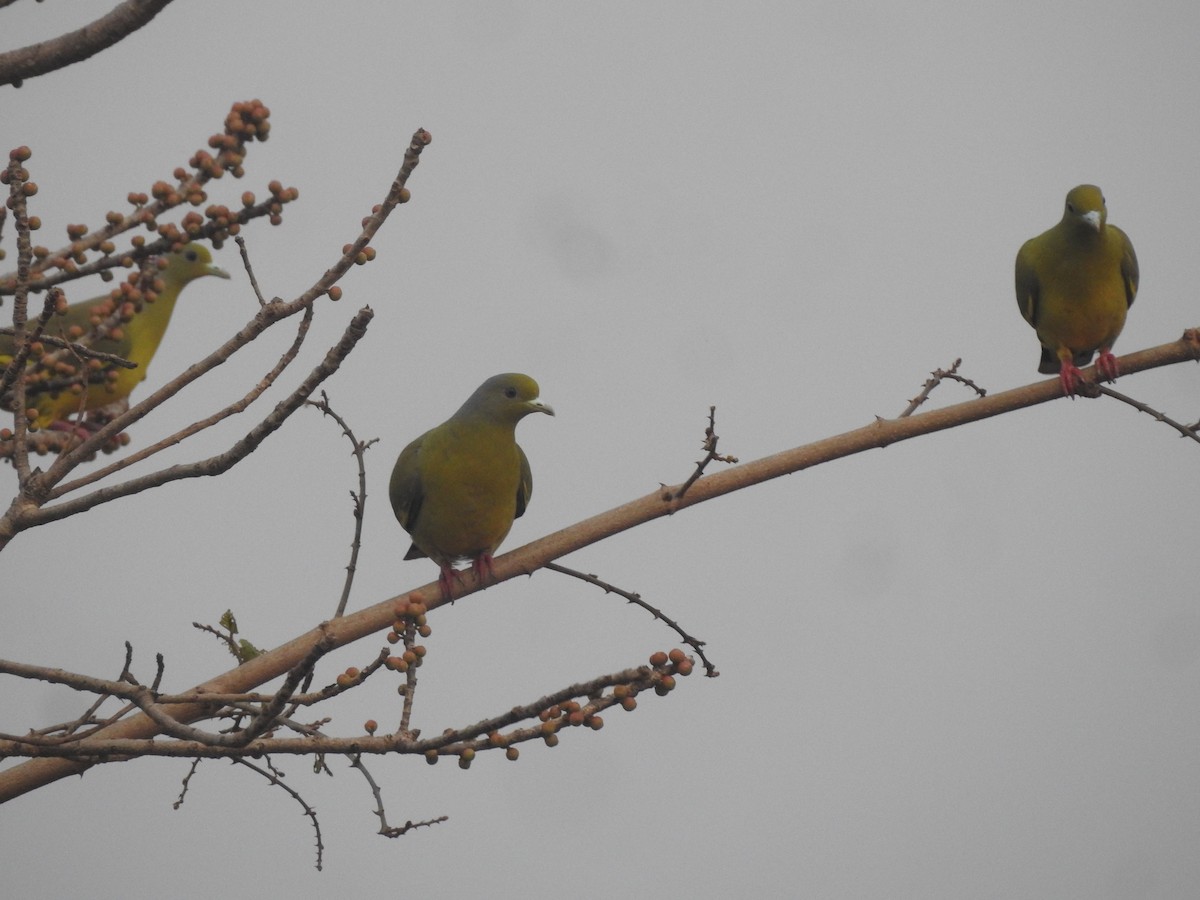 Gray-fronted Green-Pigeon - Manoj Karingamadathil