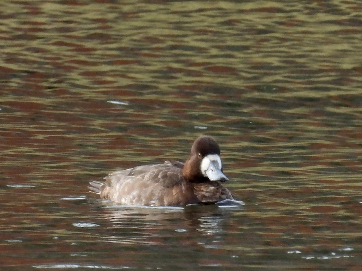 Greater Scaup - ML299576061