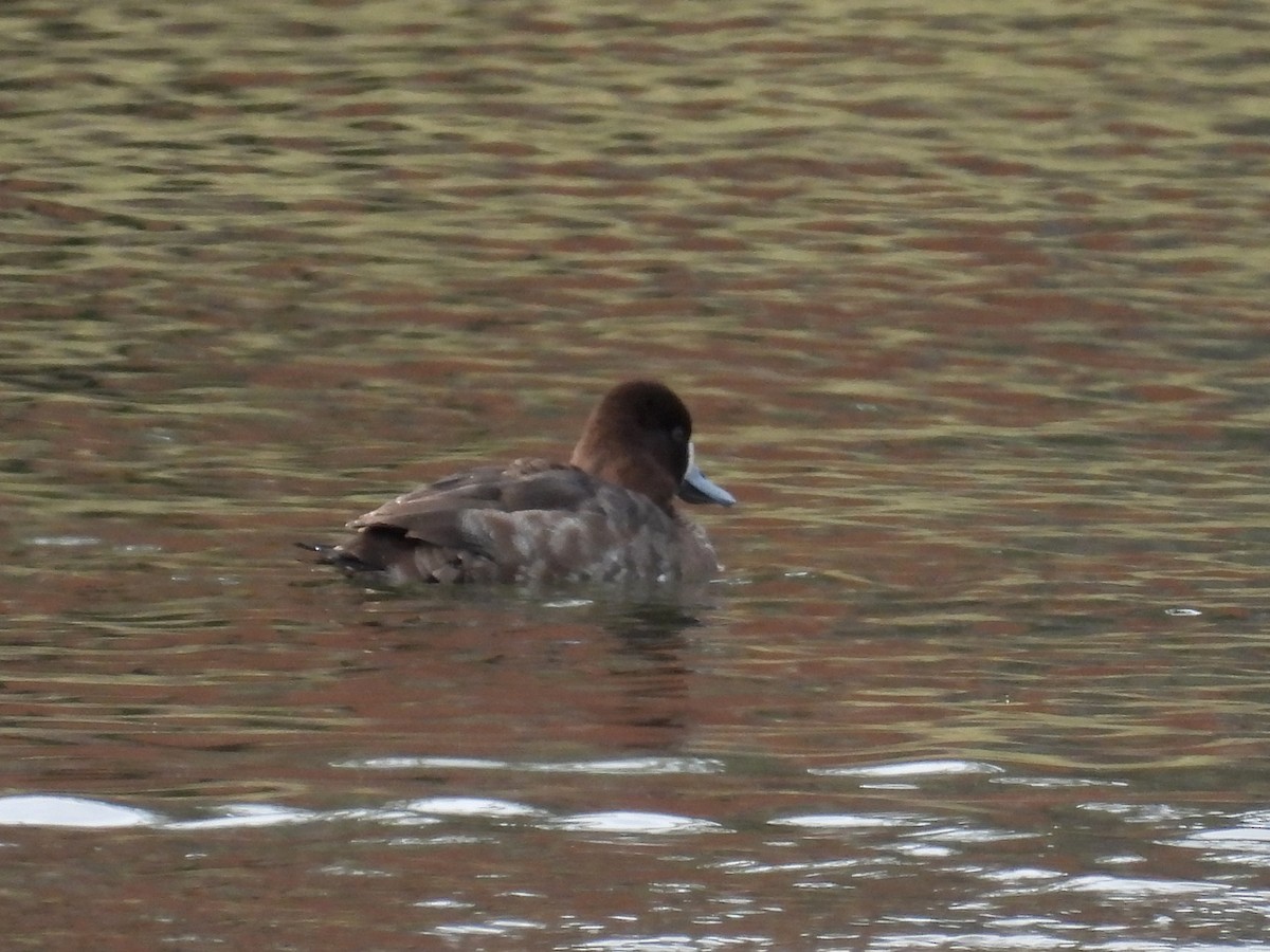 Greater Scaup - ML299576161