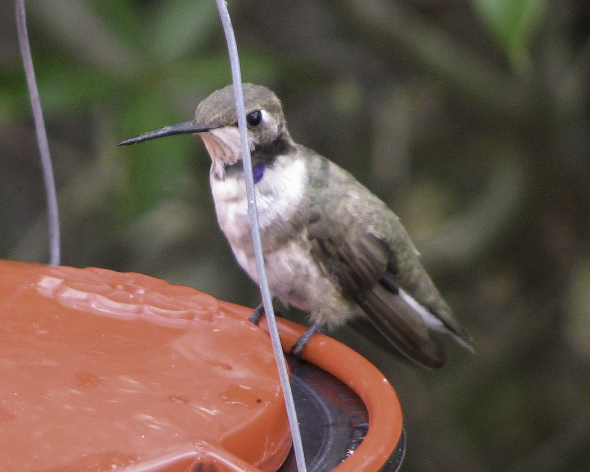 Black-chinned Hummingbird - ML299579271