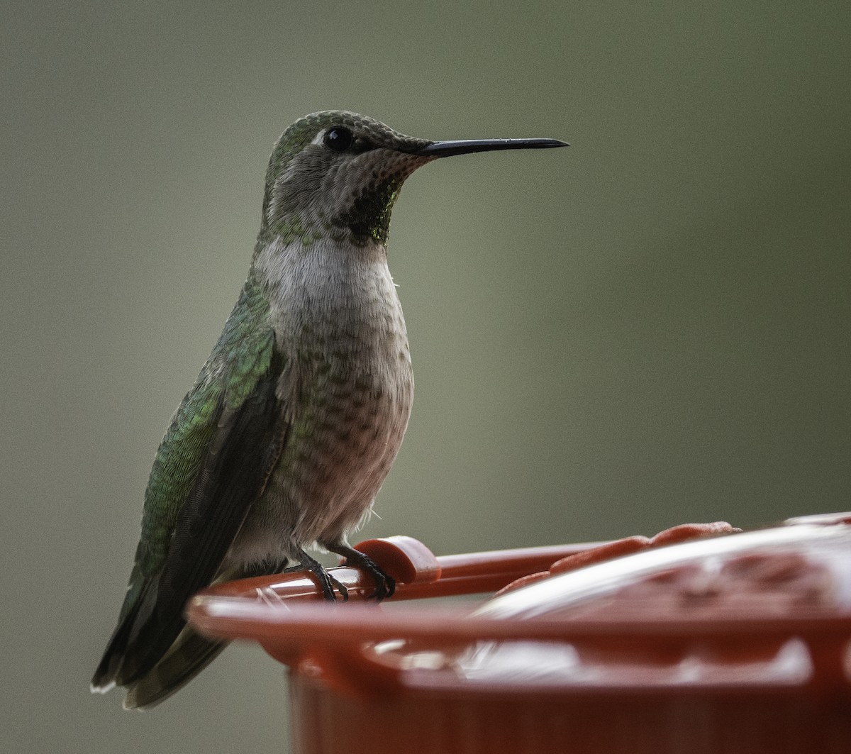 Anna's Hummingbird - ML299590571
