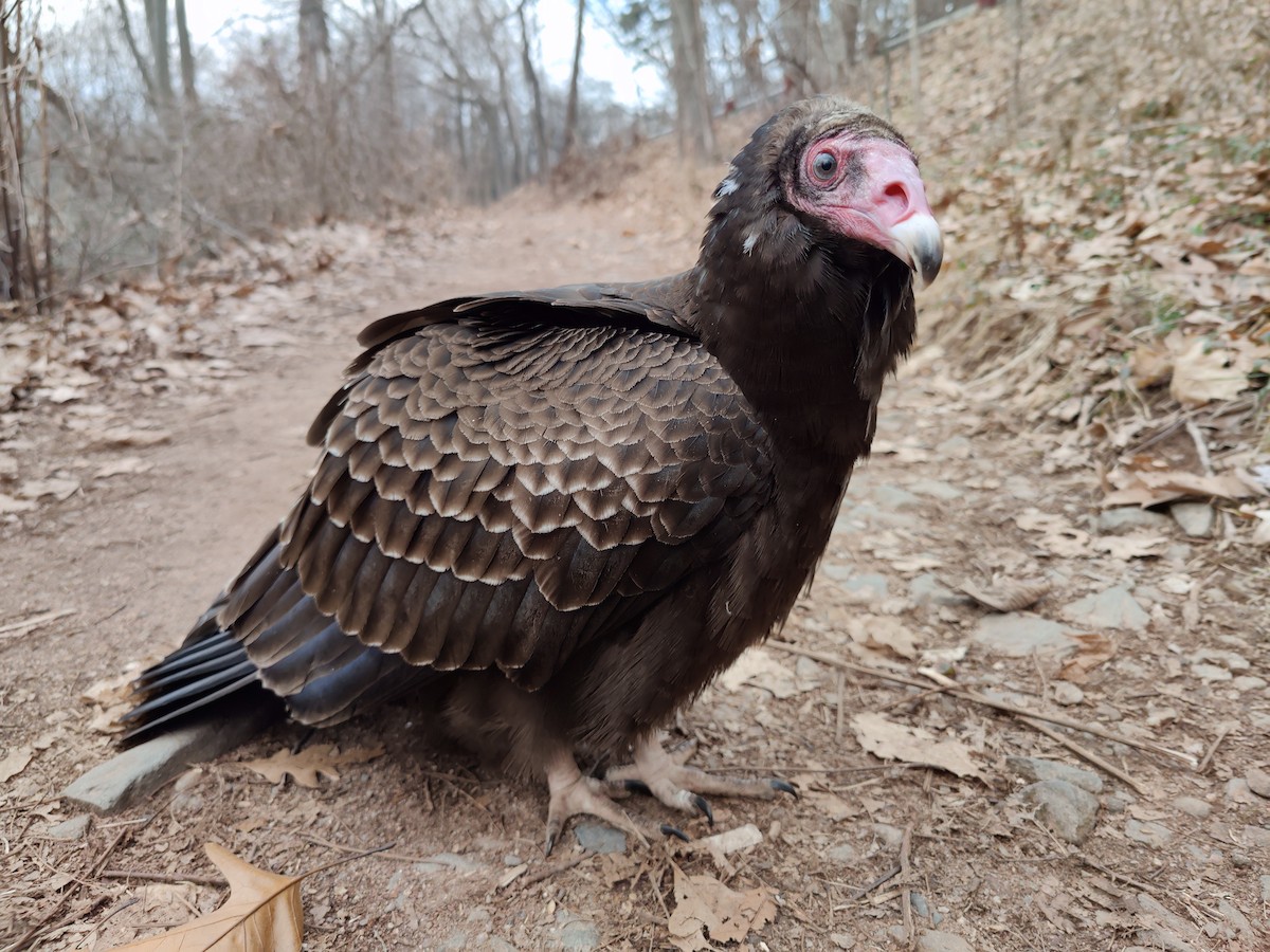 Turkey Vulture - Cody Limber