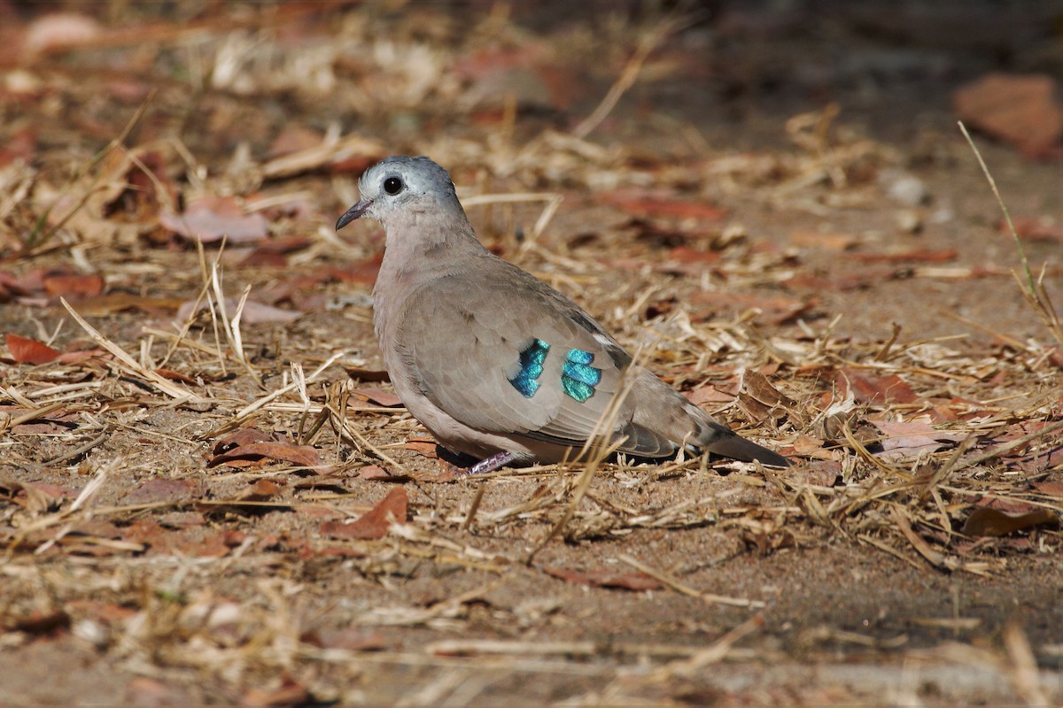 Emerald-spotted Wood-Dove - Nathan DeBruine