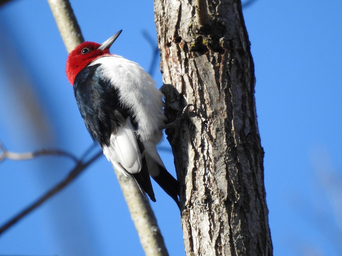 Red-headed Woodpecker - ML299594201