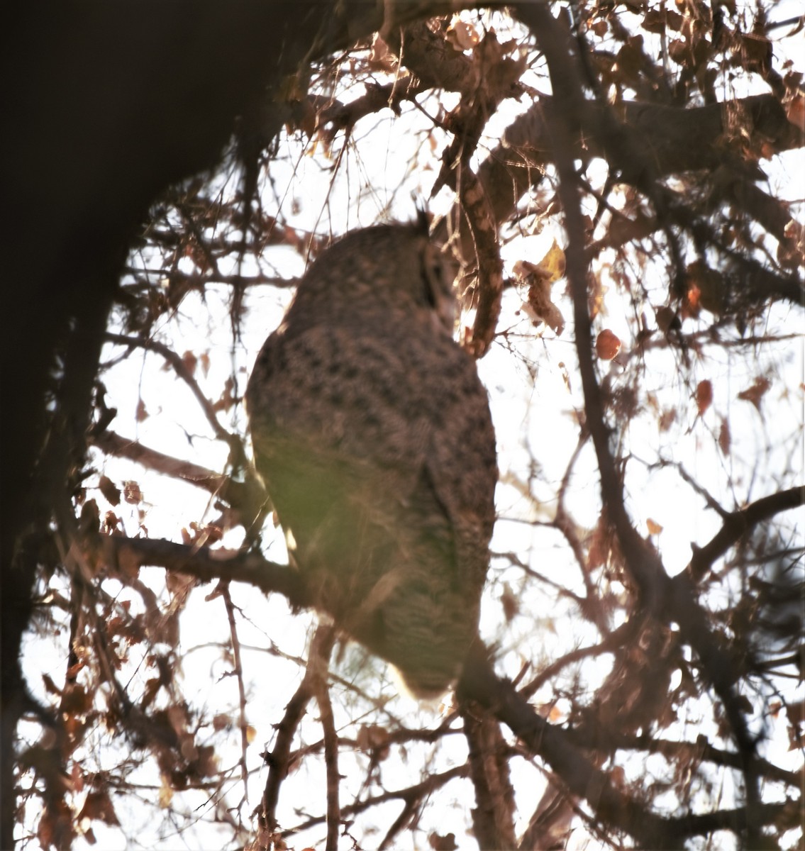 Great Horned Owl - ML299597551