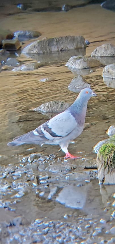 Rock Pigeon (Feral Pigeon) - ML299598441
