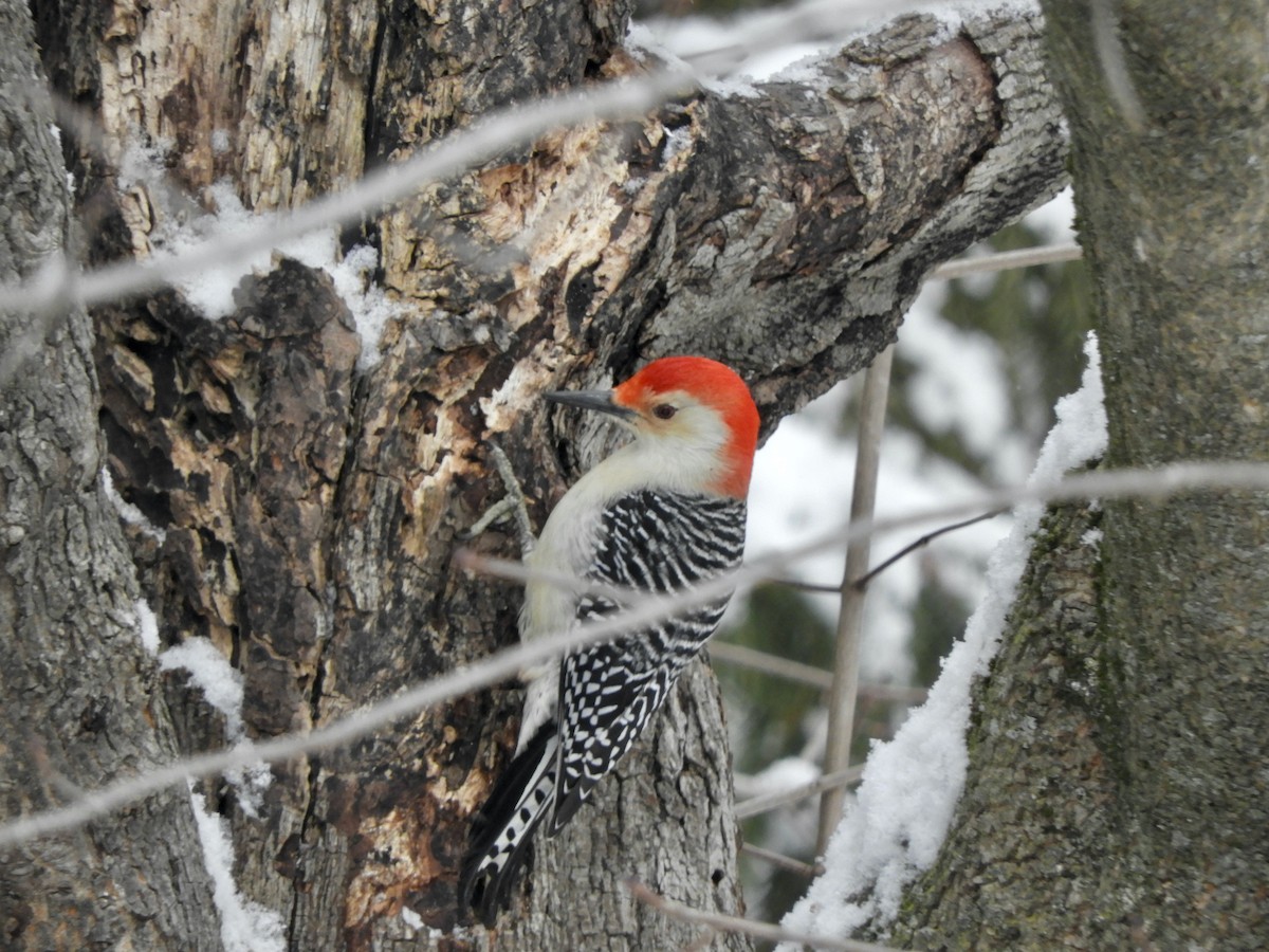 Red-bellied Woodpecker - ML299599721