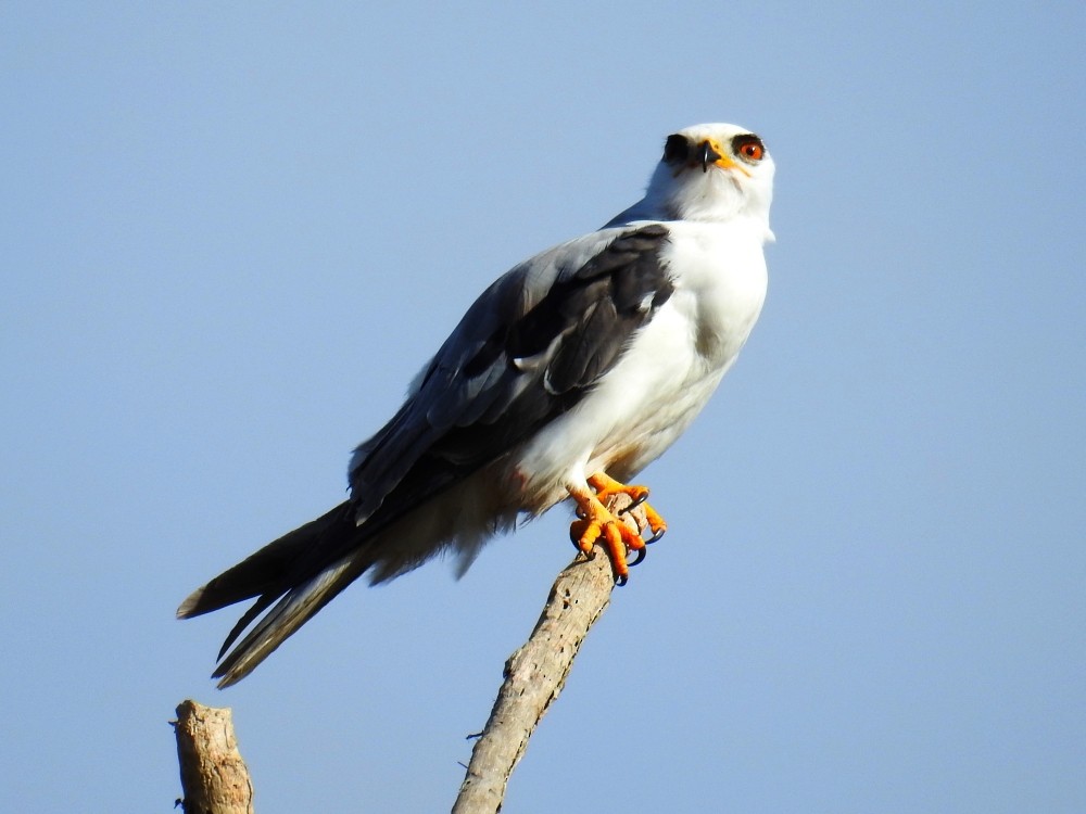 White-tailed Kite - Fernando Nunes