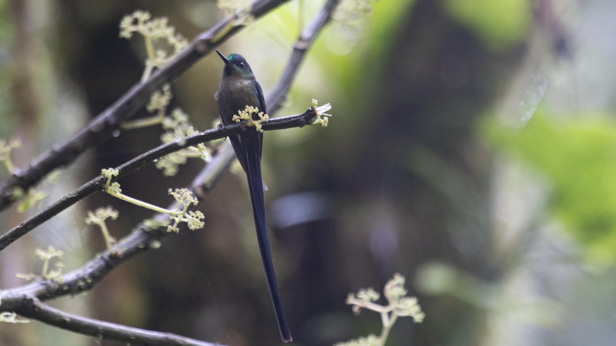 Violet-tailed Sylph - ML299603241