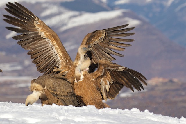 Fourth to Seventh Basic Eurasian Griffons (subspecies <em class="SciName notranslate">fulvus</em>). - Eurasian Griffon - 