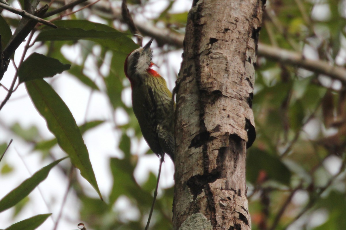 Cuban Green Woodpecker - ML299609341