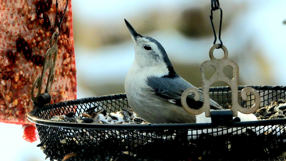 White-breasted Nuthatch - ML299611511