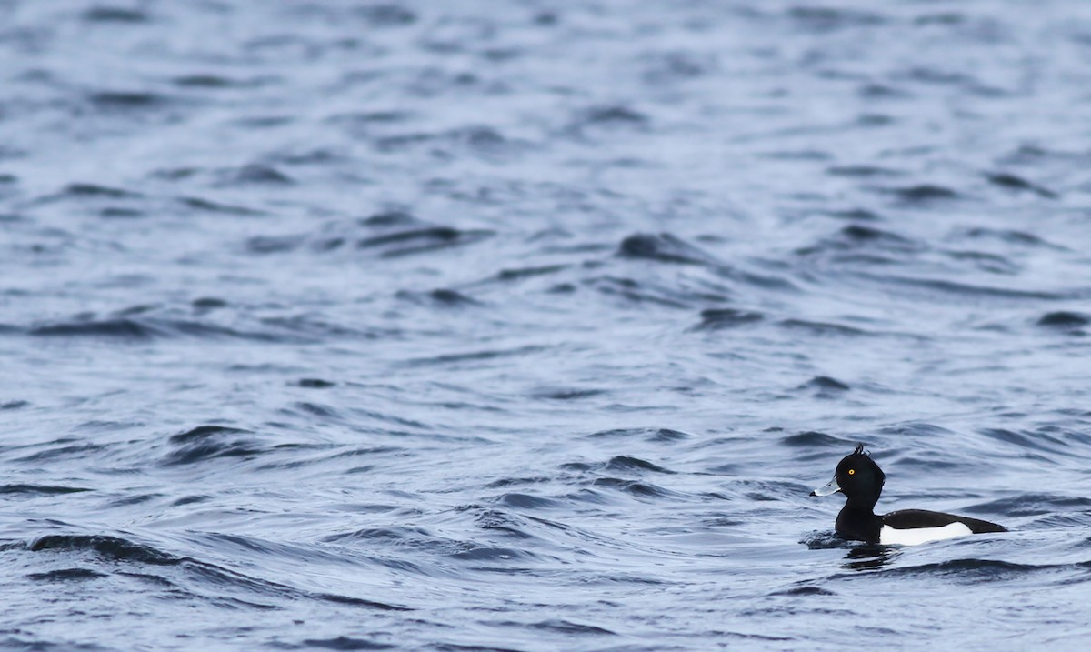 Tufted Duck - ML299612311