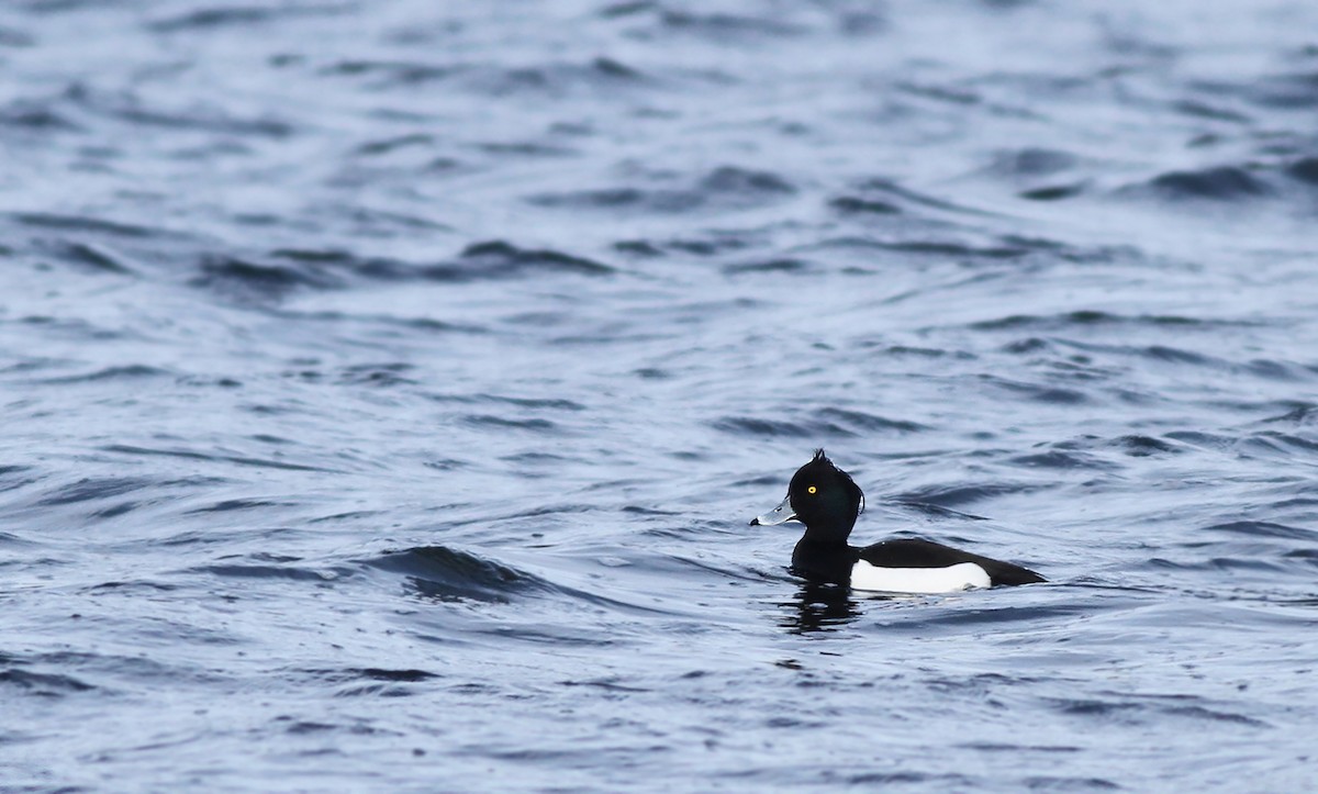 Tufted Duck - ML299612321