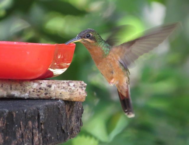 Rufous-breasted Hermit - Liao Tzu-Chiang