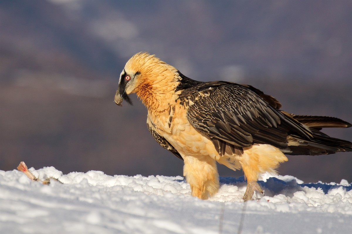 Bearded Vulture - ML299616751