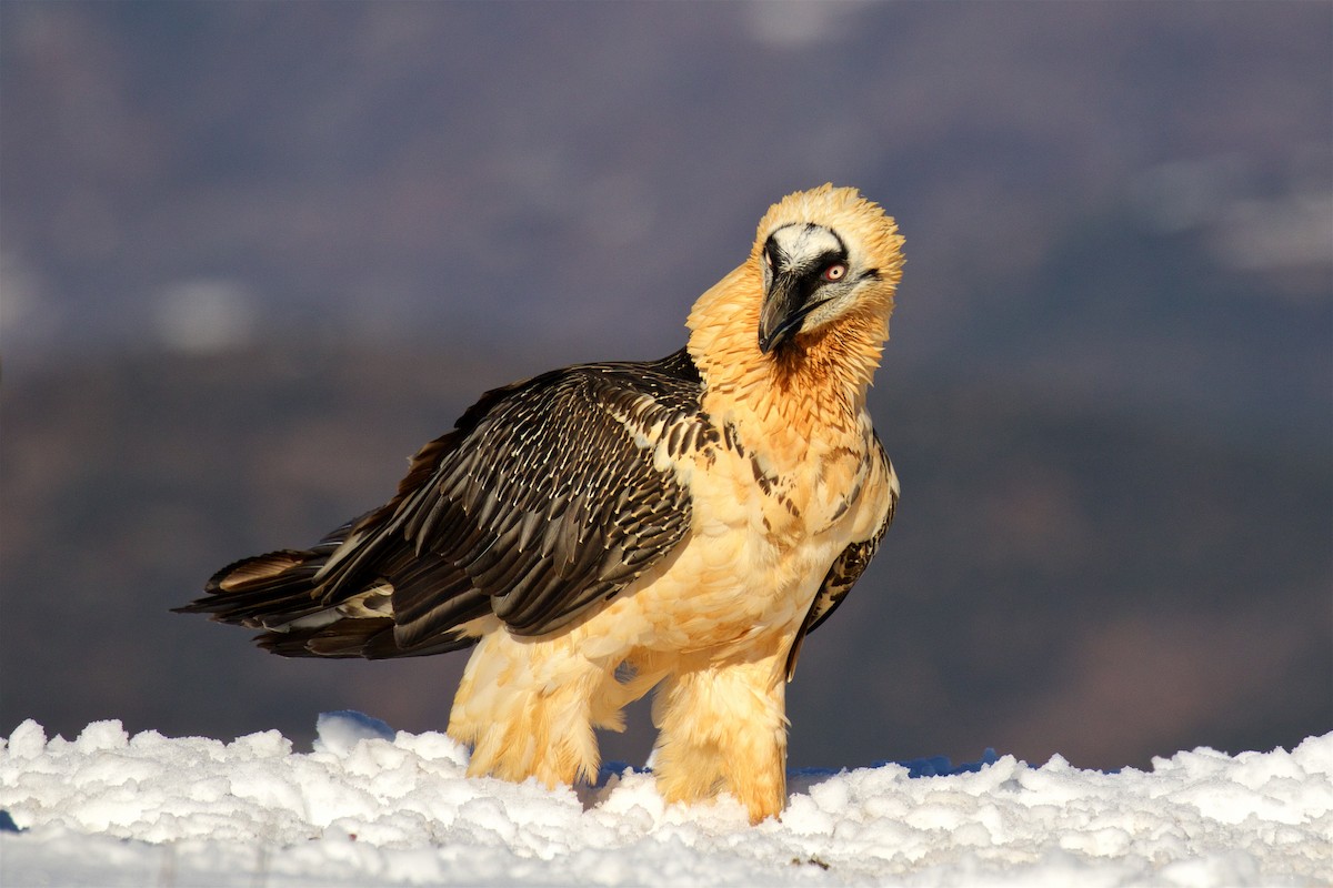 Bearded Vulture - ML299618681