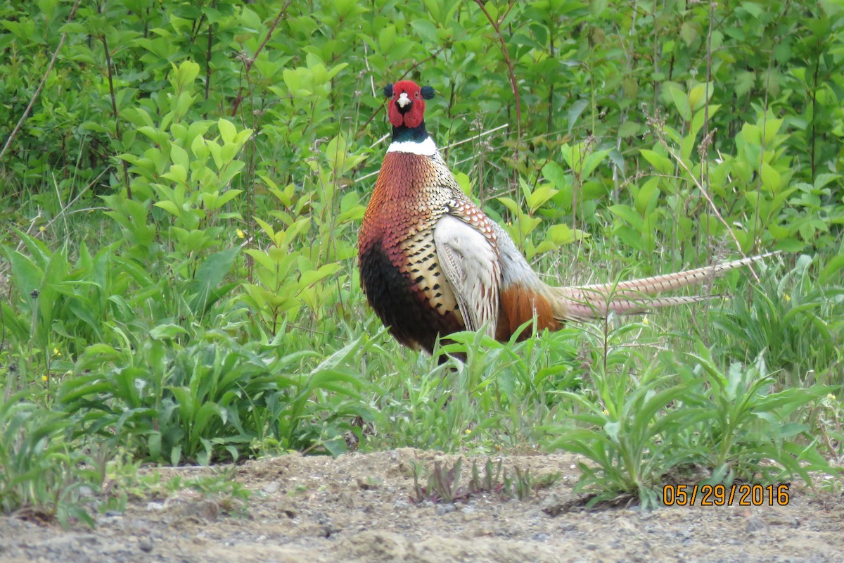 Ring-necked Pheasant - Paul Wolter