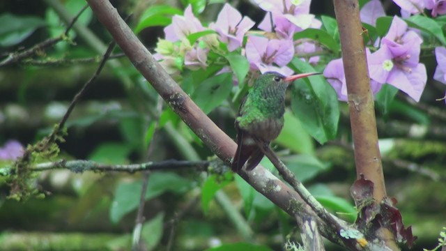 Rufous-tailed Hummingbird (Rufous-tailed) - ML299624491