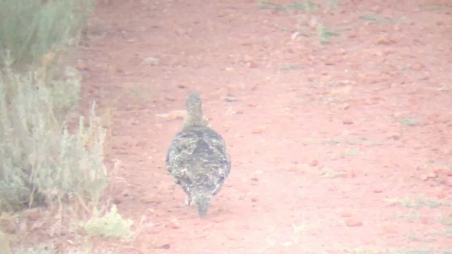 Greater Sage-Grouse - ML299627161