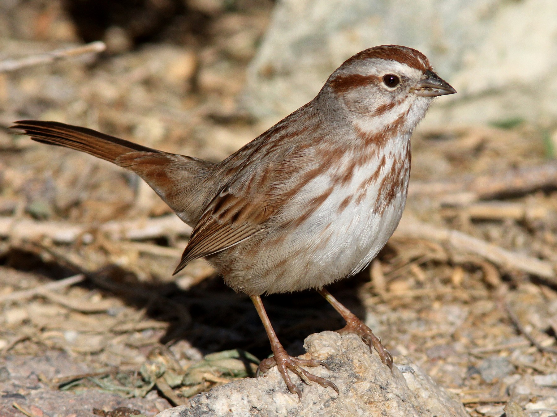 Song Sparrow Ebird