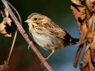 ウタスズメ - eBird