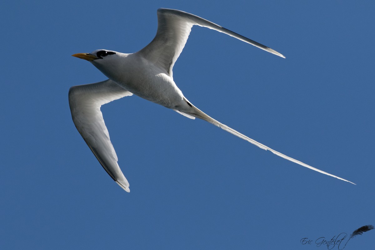 White-tailed Tropicbird - Eric Gentelet