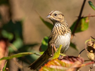 ウメズウズメ ヒメウタスズメ - eBird