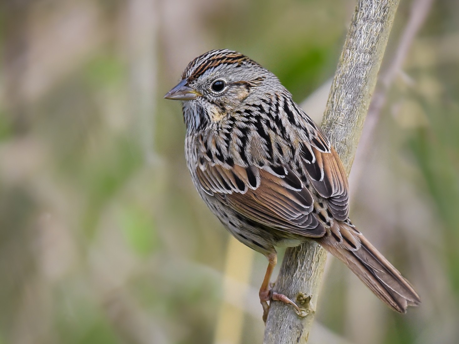 Lincoln's Sparrow - Scott Martin