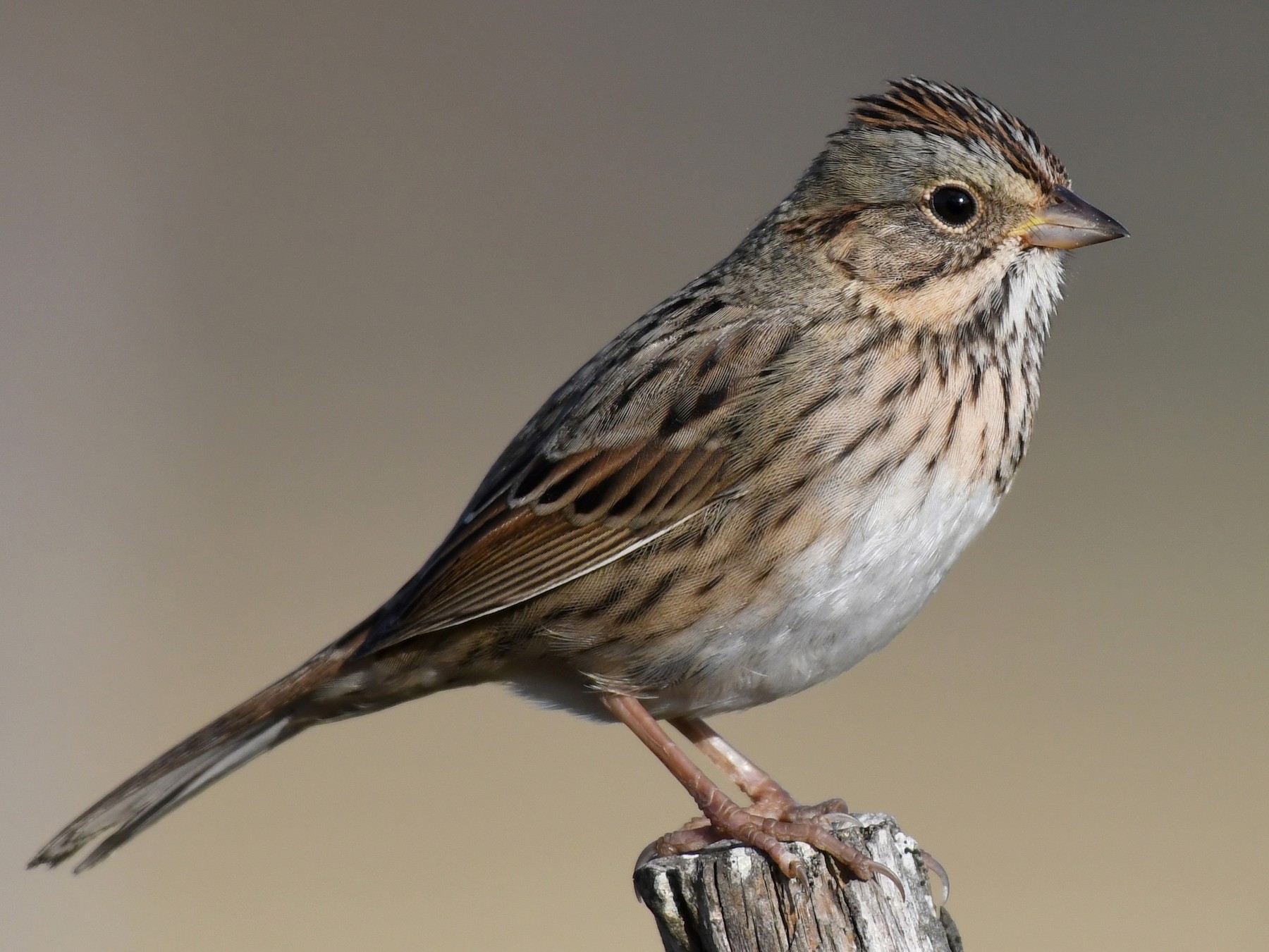 Lincoln S Sparrow Ebird