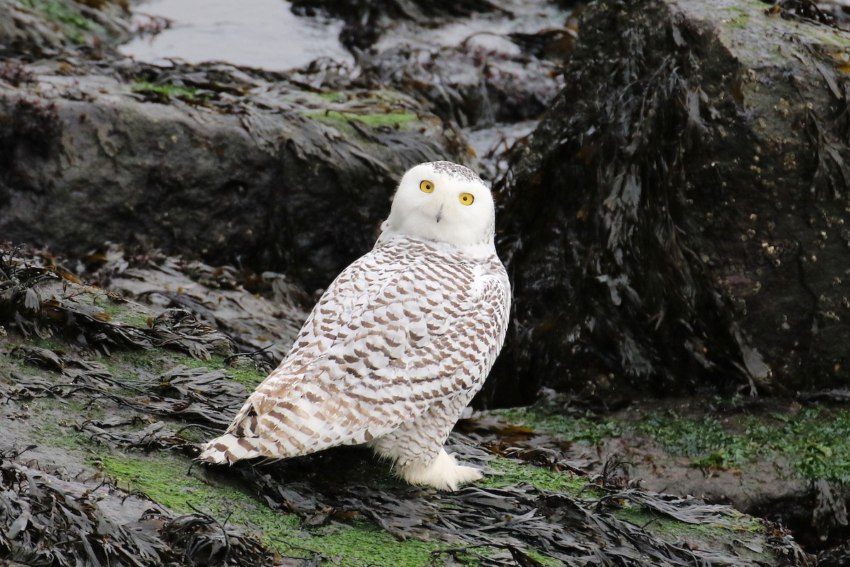 Snowy Owl - David Forsyth