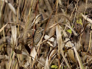  - Lincoln's Sparrow