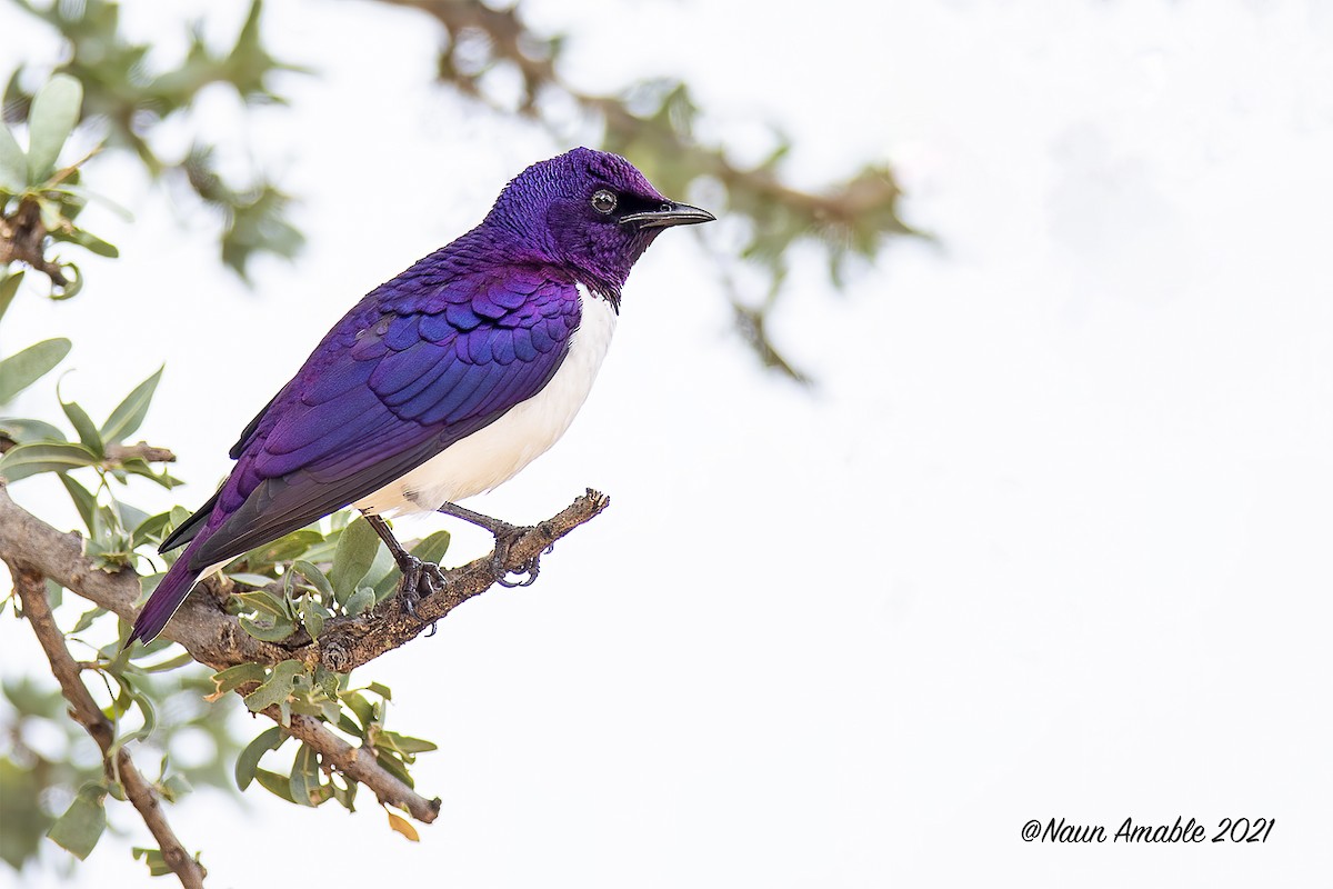 Violet-backed Starling - ML299638941