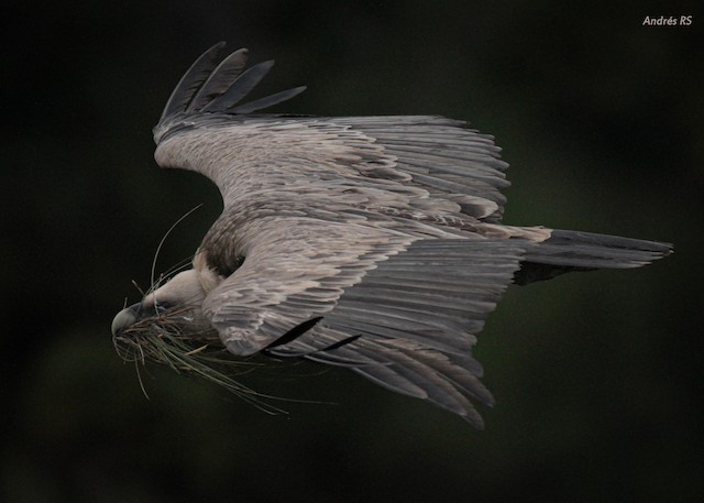 Adult collecting nest material. - Eurasian Griffon - 