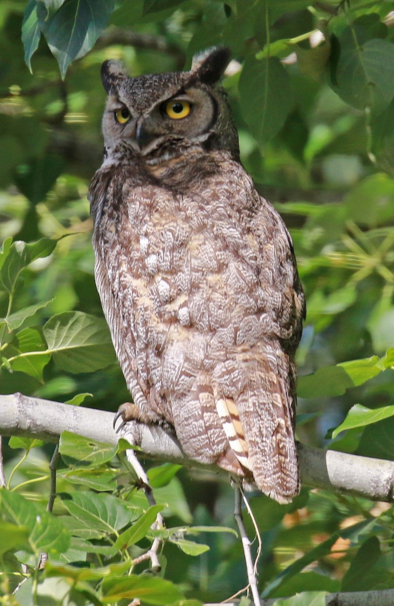 Great Horned Owl - Jordan Roderick