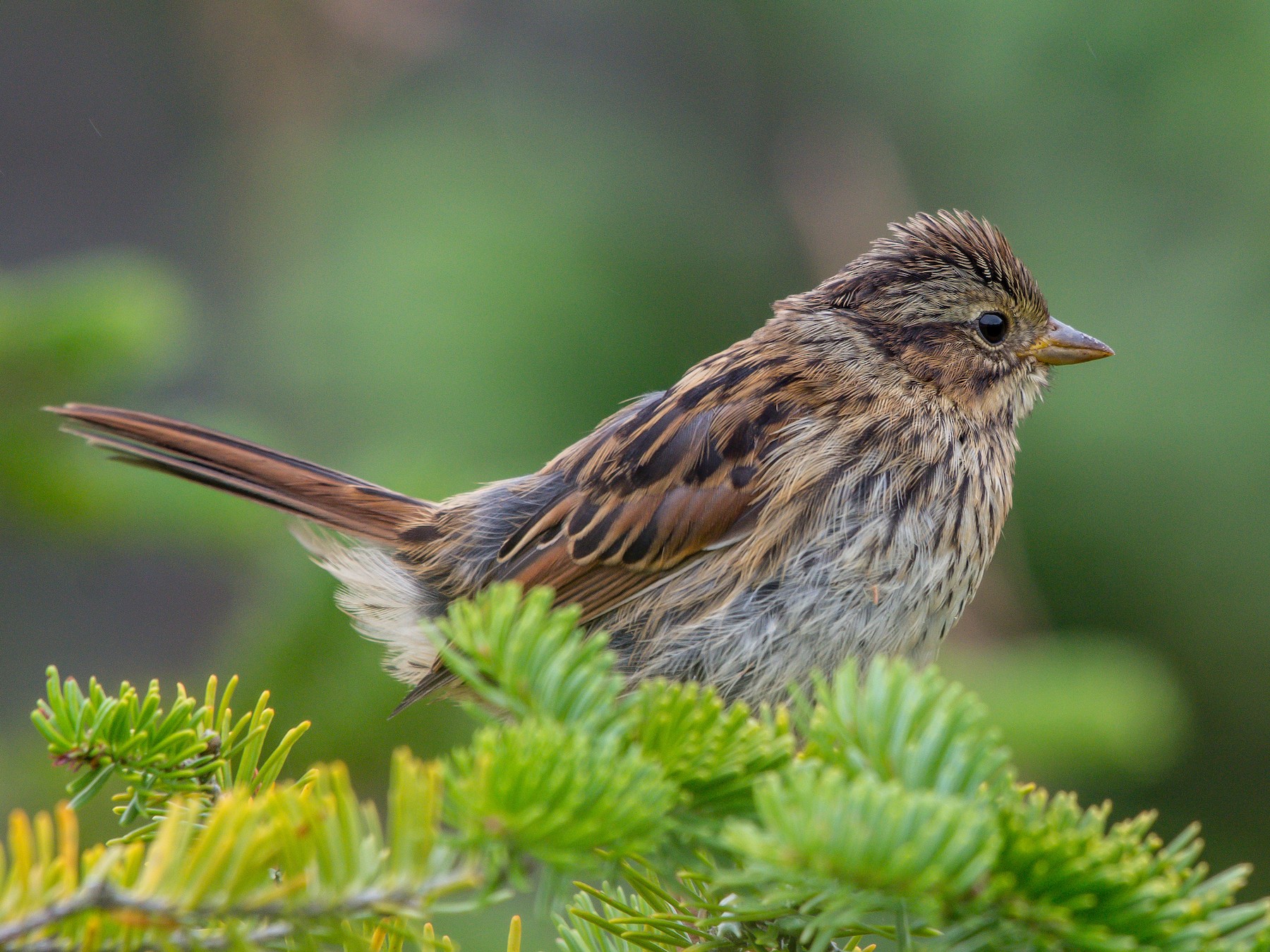 Swamp Sparrow - Frank King