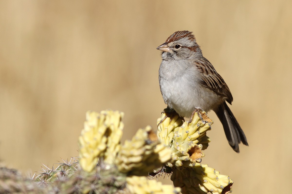 Rufous-winged Sparrow - Evan Lipton