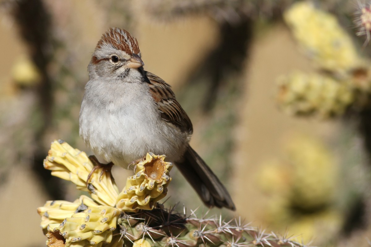 Rufous-winged Sparrow - ML299649291
