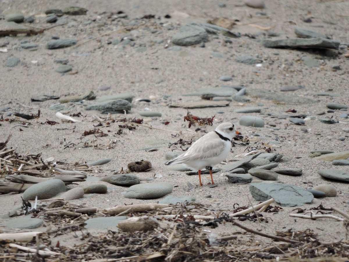 Piping Plover - ML29965001