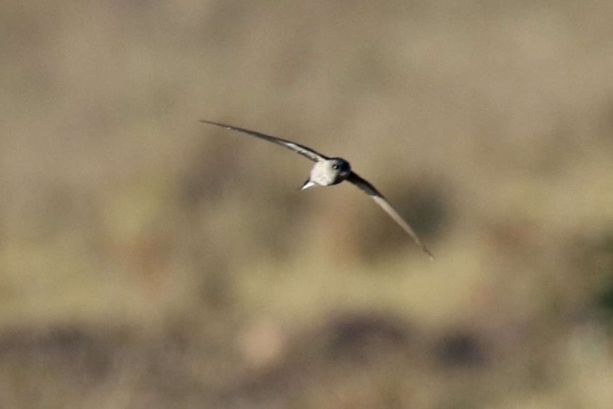 African Palm Swift - Ginger Spinelli
