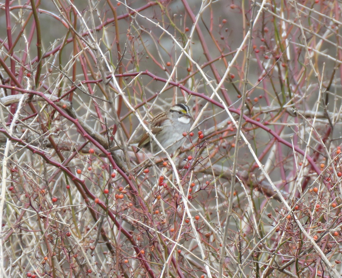 White-throated Sparrow - Jim Dillon