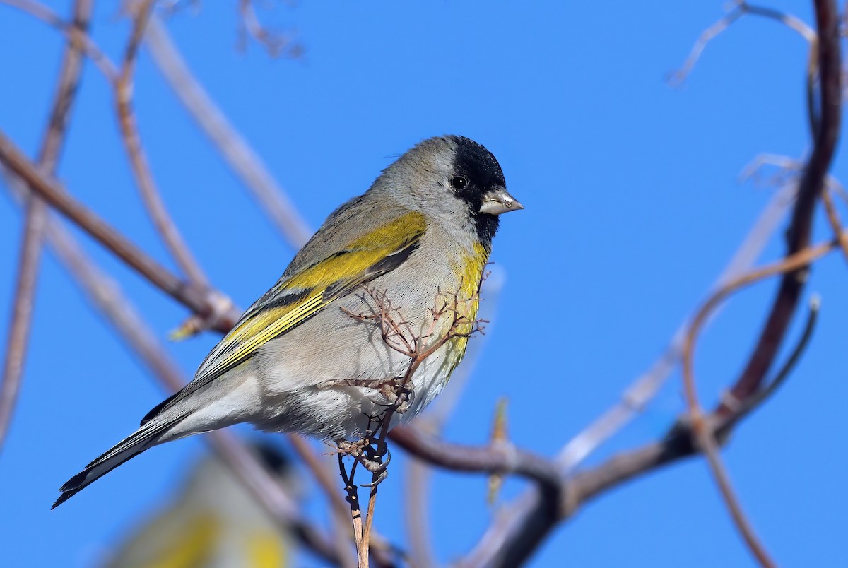 Lawrence's Goldfinch - ML299661261