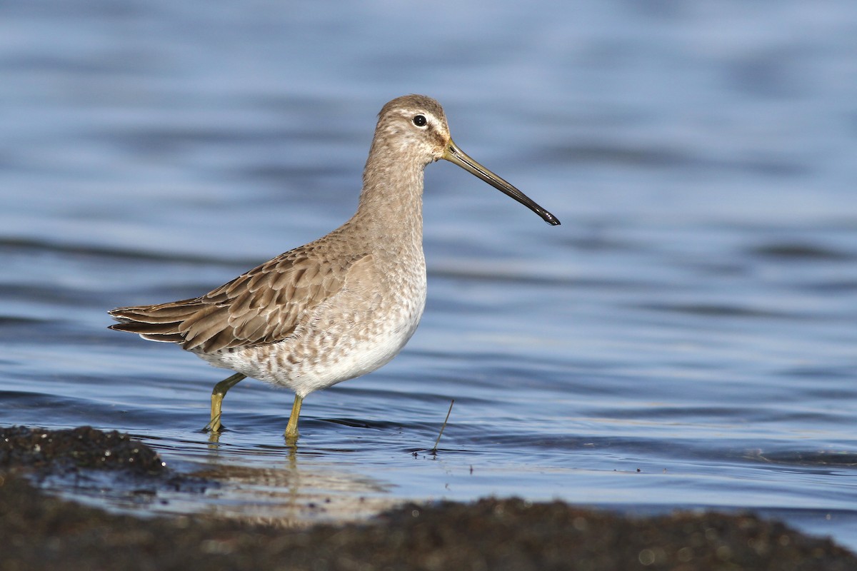 Long-billed Dowitcher - ML299663241