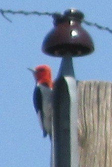 Red-headed Woodpecker - William Crain